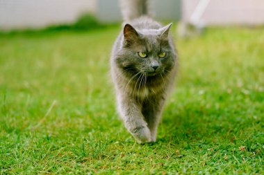 Arka bahçede uzun saçlı gri kedi önümüze bakıyor.
