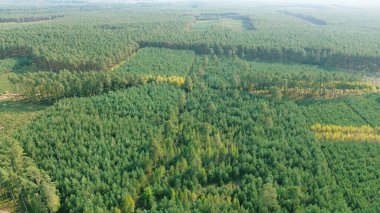 Kırsal kesimde çam ormanı hava manzarası