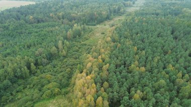 Canlı sonbahar ormanlarının hava manzarası