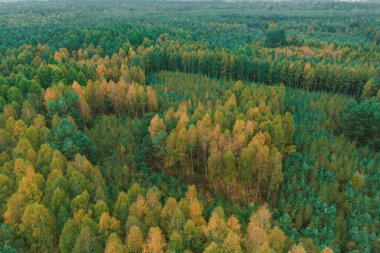 Geniş ormanda yeşil ve sarı ağaçlar