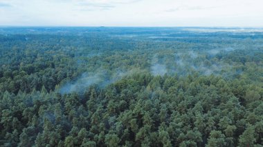 Yaz ormanının puslu hava manzarası