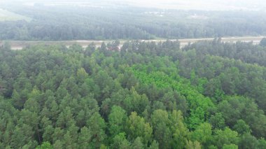 Çeşitli ağaç tepeleri olan yeşil orman