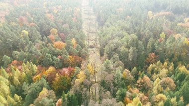 Sonbahar renkleriyle ormanın üzerinde hava manzarası
