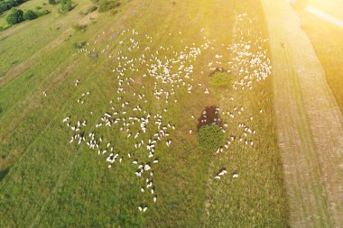 Çimenli yamaçta koyun manzarası