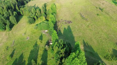 Koyun sürüsü yemyeşil yamaçlara dağıldı.