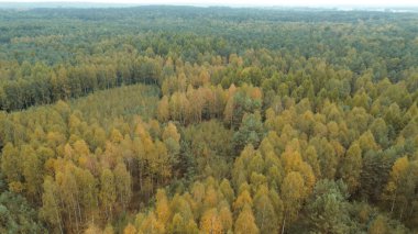 Karışık orman tepe örtüsünün insansız hava aracı görüntüsü