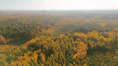 Sonbaharda yukarıdan aydınlık sonbahar ormanı