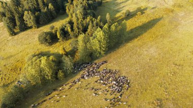 Polands kırsalında otlayan koyunların hava manzarası