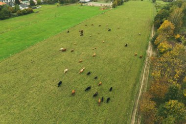 İnek Sürüsü yeşil mera üzerinde.