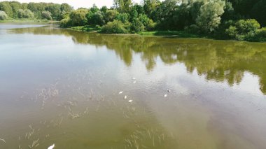 Egrets and Herons by Tranquil Lake clipart