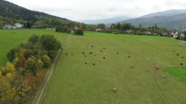 Dağ çiftliğindeki dağ sığırlarının manzaralı manzarası