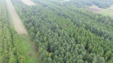 Yukarıdan görünen yemyeşil orman