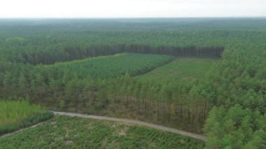 Kırsal kesimde çam ormanı hava manzarası