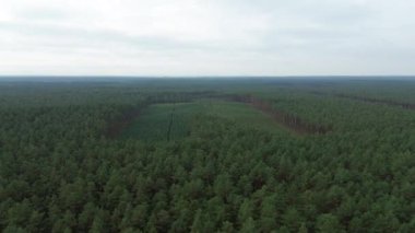 Genç ormanda sürdürülebilir doğa yenilenmesi