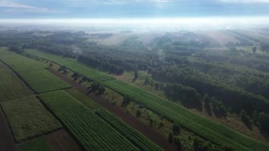 Yaz ormanının puslu hava manzarası