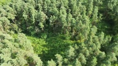 Açık Arazide Çam Ağaçları Genişliyor