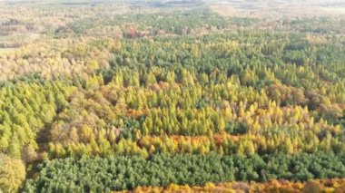 Sonbahar yaprakları ve ağaçlar tam renk