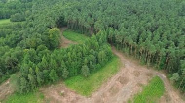 Kesilen ağaçlarla orman temizliği, havadan bakış açısı