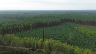 Çam ağaçlarının yemyeşil havadan çekilmiş görüntüleri.