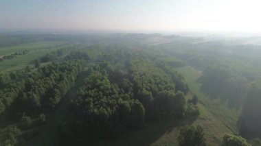 Yeşil tarlalar ve ağaçlar Sabah sisi ile