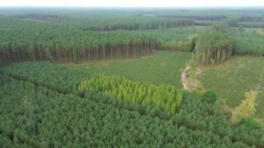 Genç yeşil çam ormanının havadan görünüşü
