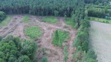 Ağaç kesme endüstrisi ormandaki ağaçları kesiyor.