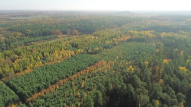 Canlı sonbahar ormanlarının hava manzarası