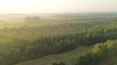 Güneşin sisli orman kırsalında doğuşu
