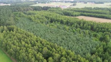 Açık Araziyi Dolduran Genç Ağaçlar