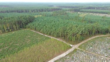 Bulutlu gökyüzünün altında yeşil orman manzarası