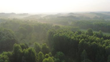 Gökyüzünden yeşil yapraklı orman manzarası.