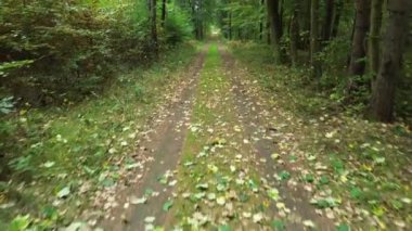 Kırsal toprak yol ağaçların arasında süzülüyor.