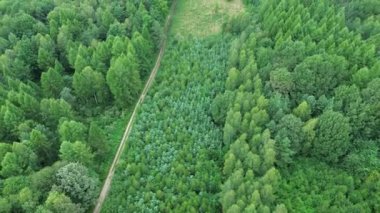 Açık Uzayda Ormanın Erken Gelişimi