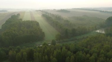 Puslu şafak ışığı ormanı ve çayırları aydınlatıyor.
