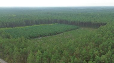 Yeşil çam tarlasının manzaralı havası