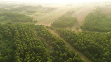 Yukarıdan görünen sisli orman örtüsü