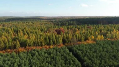 Sonbahar ormanı hava manzarasında renkli yapraklar.