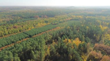 Sonbahar renkleriyle ormanın üzerinde hava manzarası