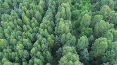 Yoğun yeşil ormanın havadan görünüşü