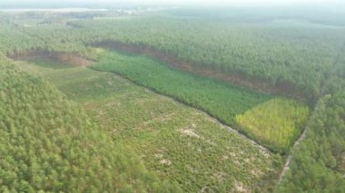 İnsansız hava aracı tarafından ele geçirilen yoğun kozalaklı orman