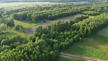 Altın saat günbatımında ağaçlar ve tarlalarla kırsal manzara manzarası