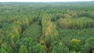 Sonbahar ışığında yeşil ve portakal ağaçları