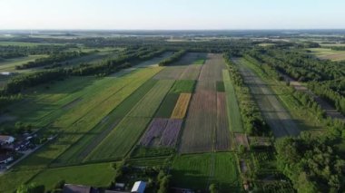 Yeşil orman ve açık araziler havadan çekilmiş yaz manzarası