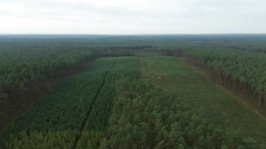 Sürdürülebilir yeniden ağaçlandırılmış arazinin hava görüntüsü