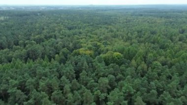 Yoğun ormanlık alanda canlı sonbahar ağaçları