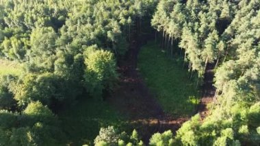 Ağaçların ve tarlaların arasından geçen çakıl yolu.