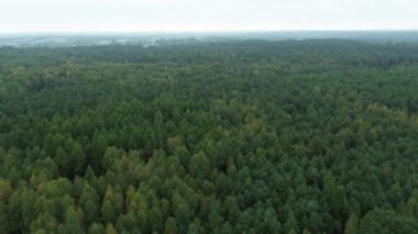 Güneşli sonbahar ormanlarının havadan görünüşü