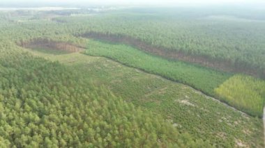 Sürdürülebilir yeniden ağaçlandırılmış arazinin hava görüntüsü