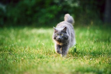 Gri tüylü kedi yeşil çimlerde duruyor.