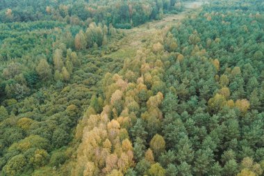 Güneşli sonbahar ormanlarında renkli yapraklar